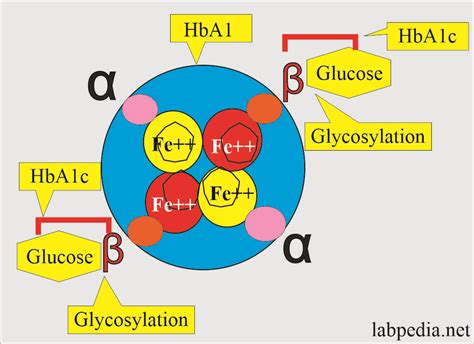 HbA1c: 7.8 .